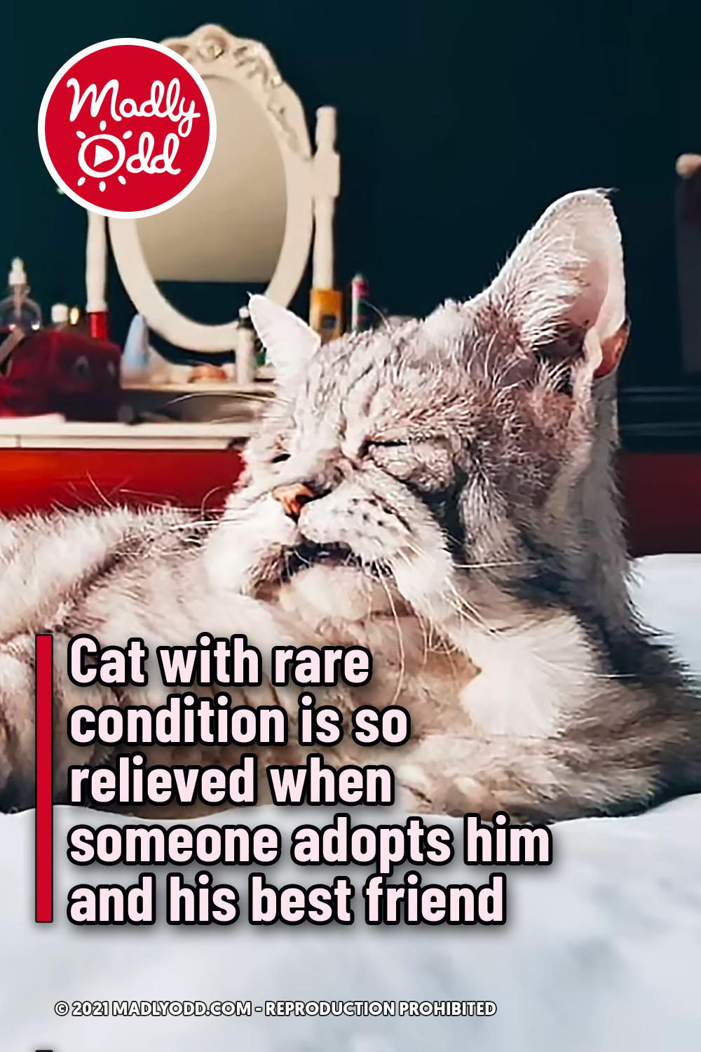 Cat with rare condition is so relieved when someone adopts him and his best friend