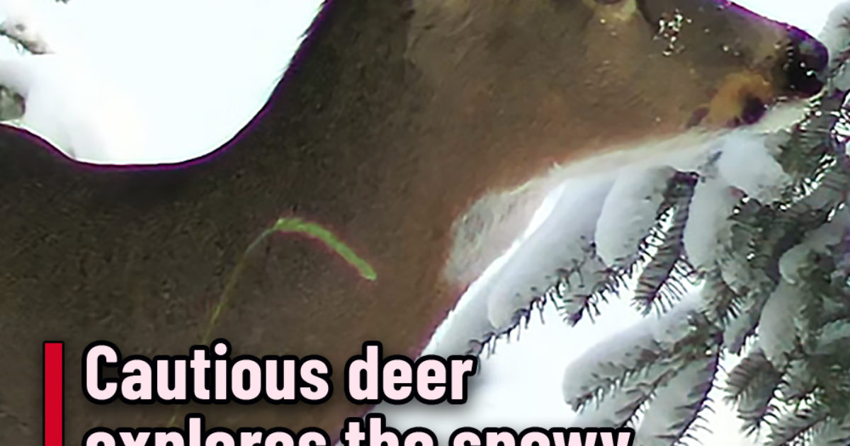 Pinterest Hidden Image