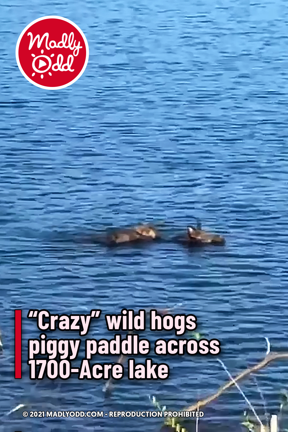 “Crazy” wild hogs piggy paddle across 1700-Acre lake