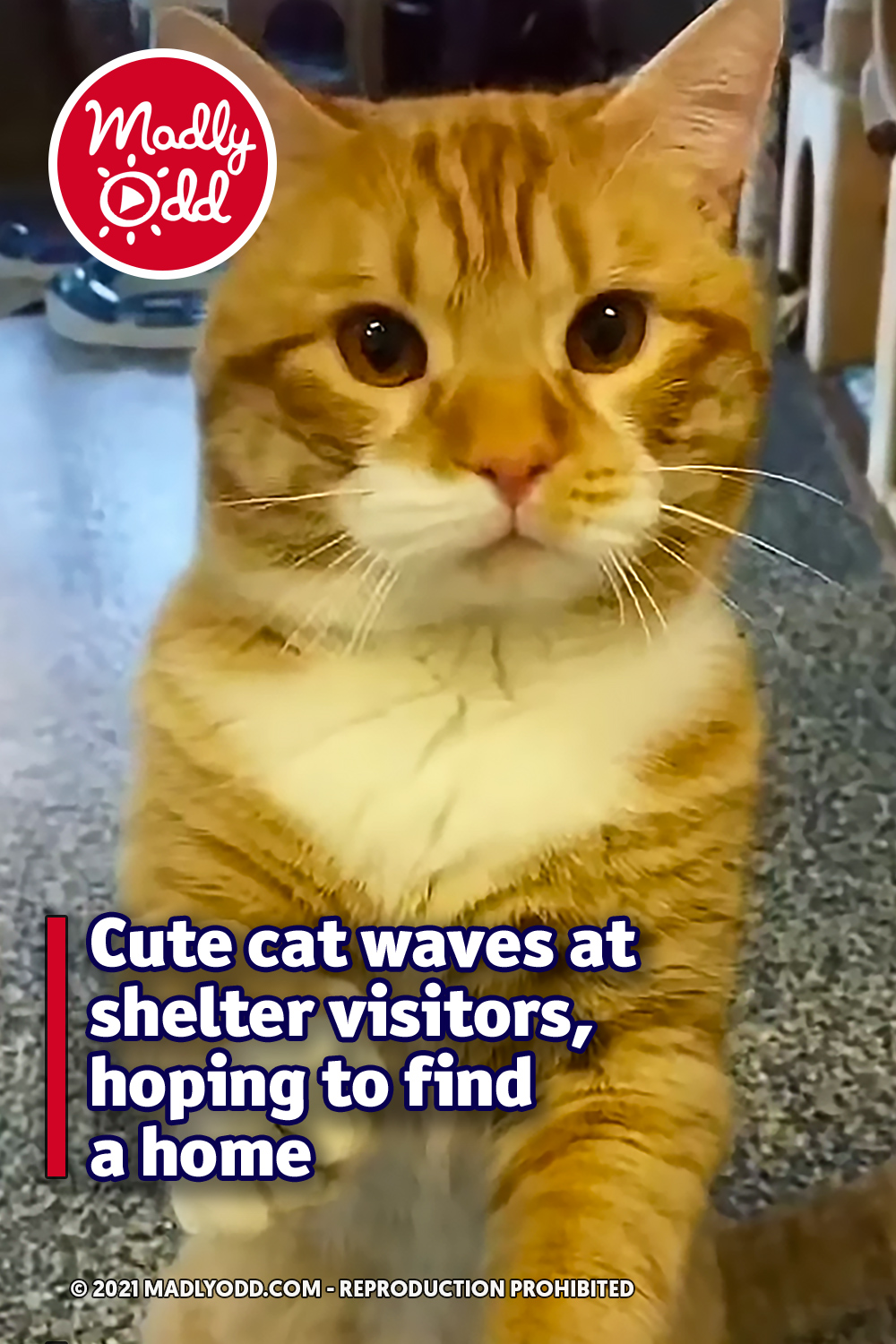 Cute cat waves at shelter visitors, hoping to find a home
