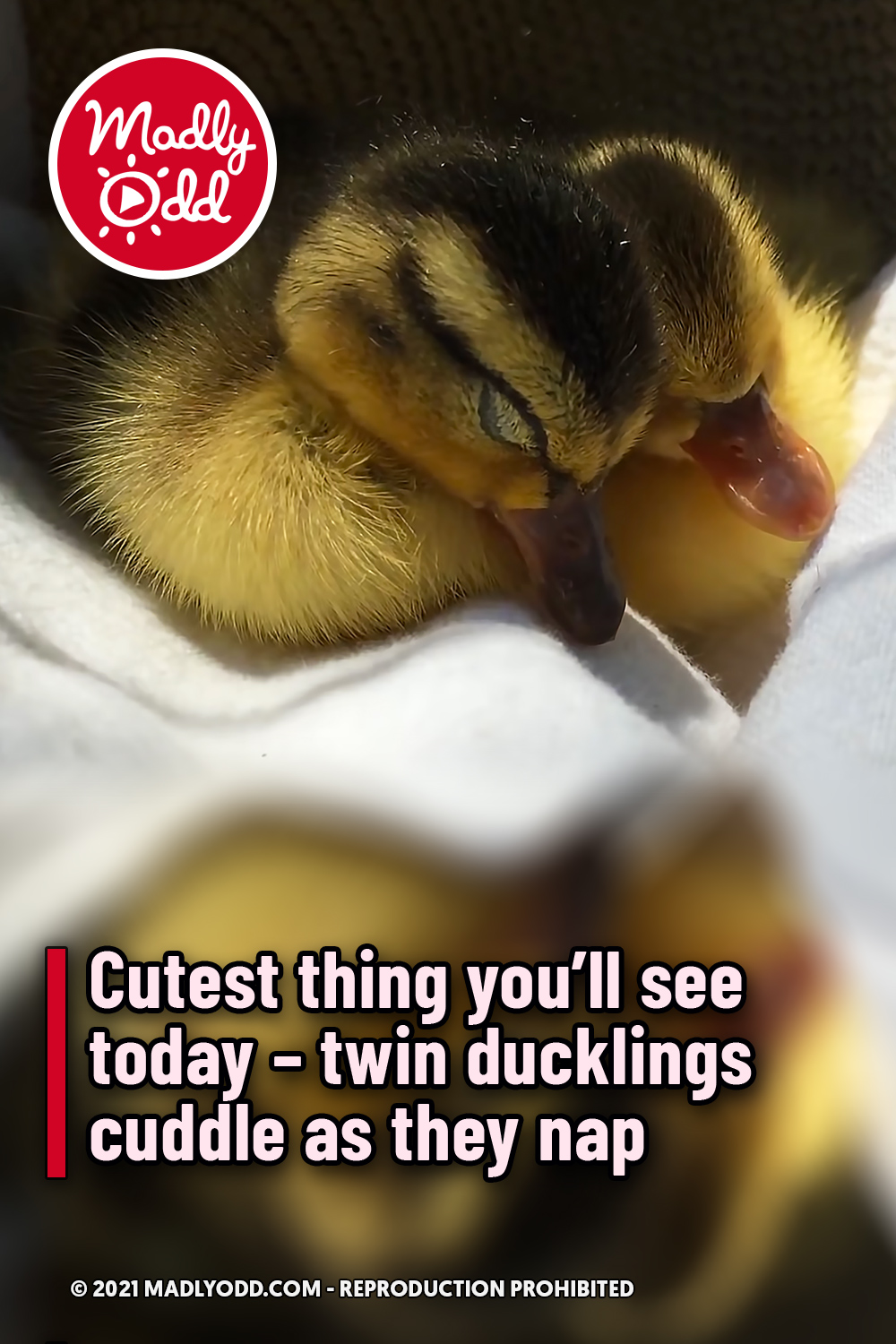 Cutest thing you’ll see today – twin ducklings cuddle as they nap