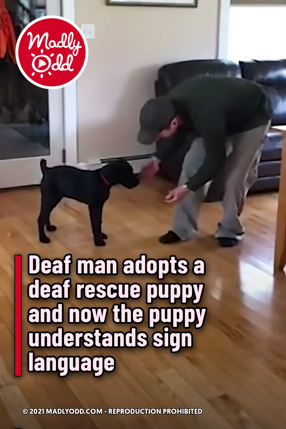 Deaf man adopts a deaf rescue puppy and now the puppy understands sign language