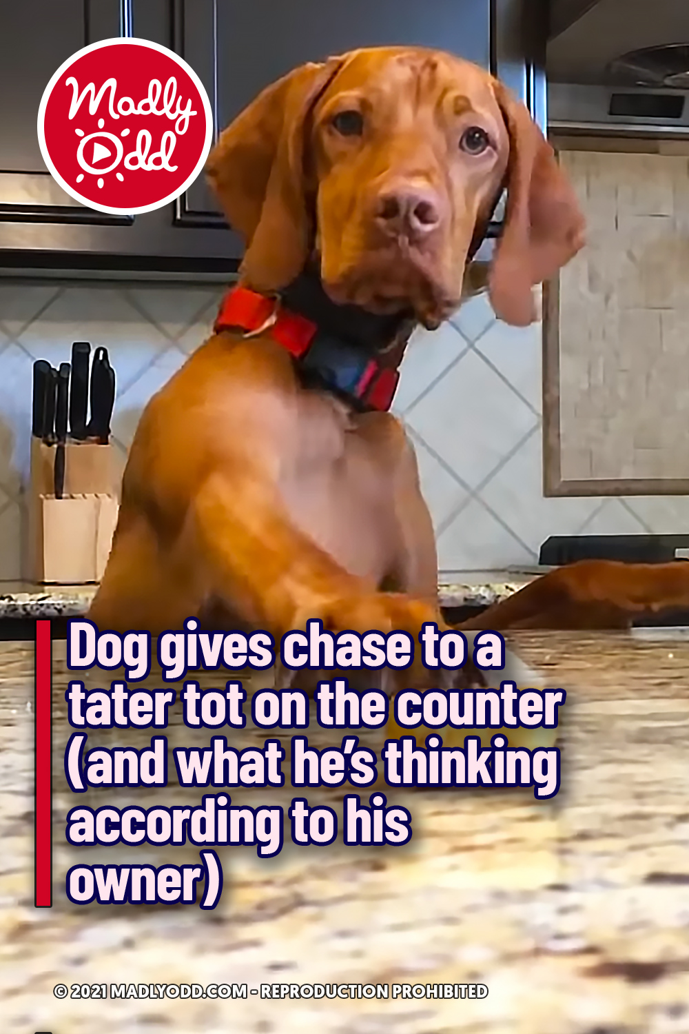 Dog gives chase to a tater tot on the counter (and what he’s thinking according to his owner)