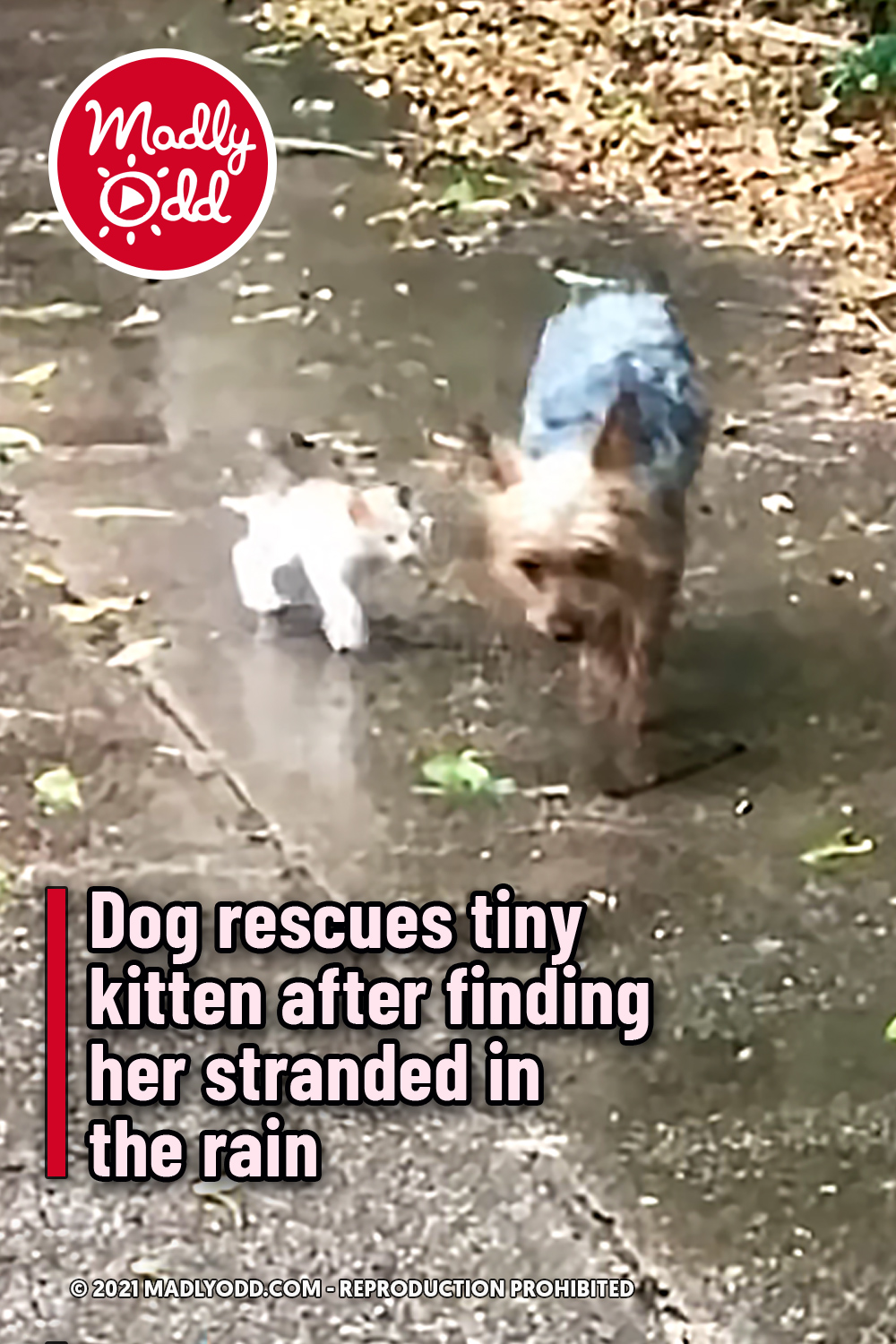 Dog rescues tiny kitten after finding her stranded in the rain