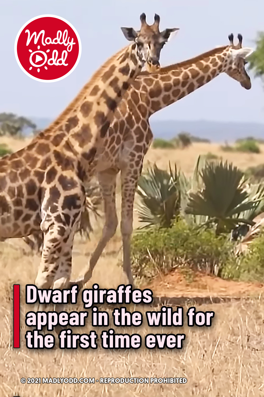 Dwarf giraffes appear in the wild for the first time ever