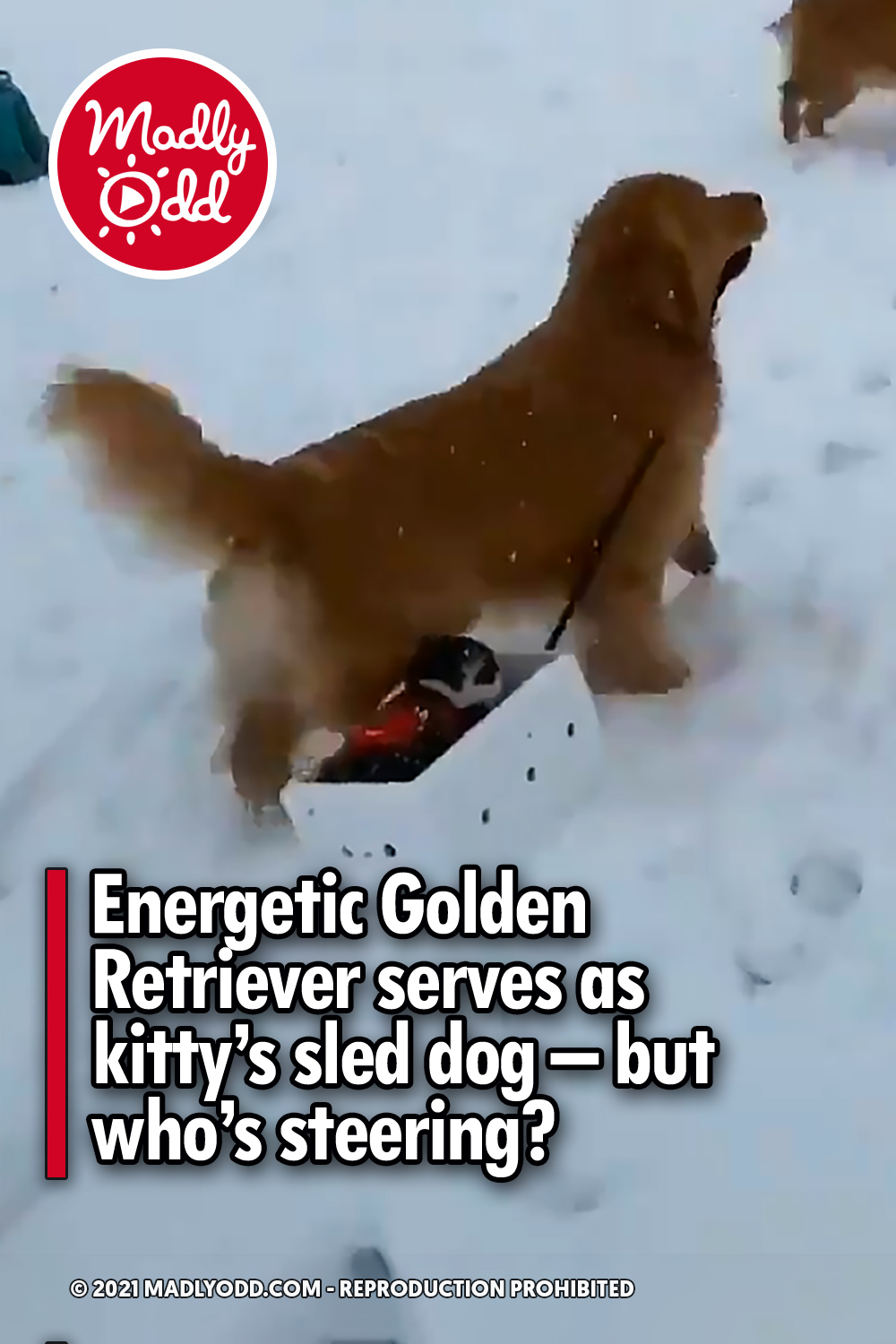 Energetic Golden Retriever serves as kitty’s sled dog – but who’s steering?