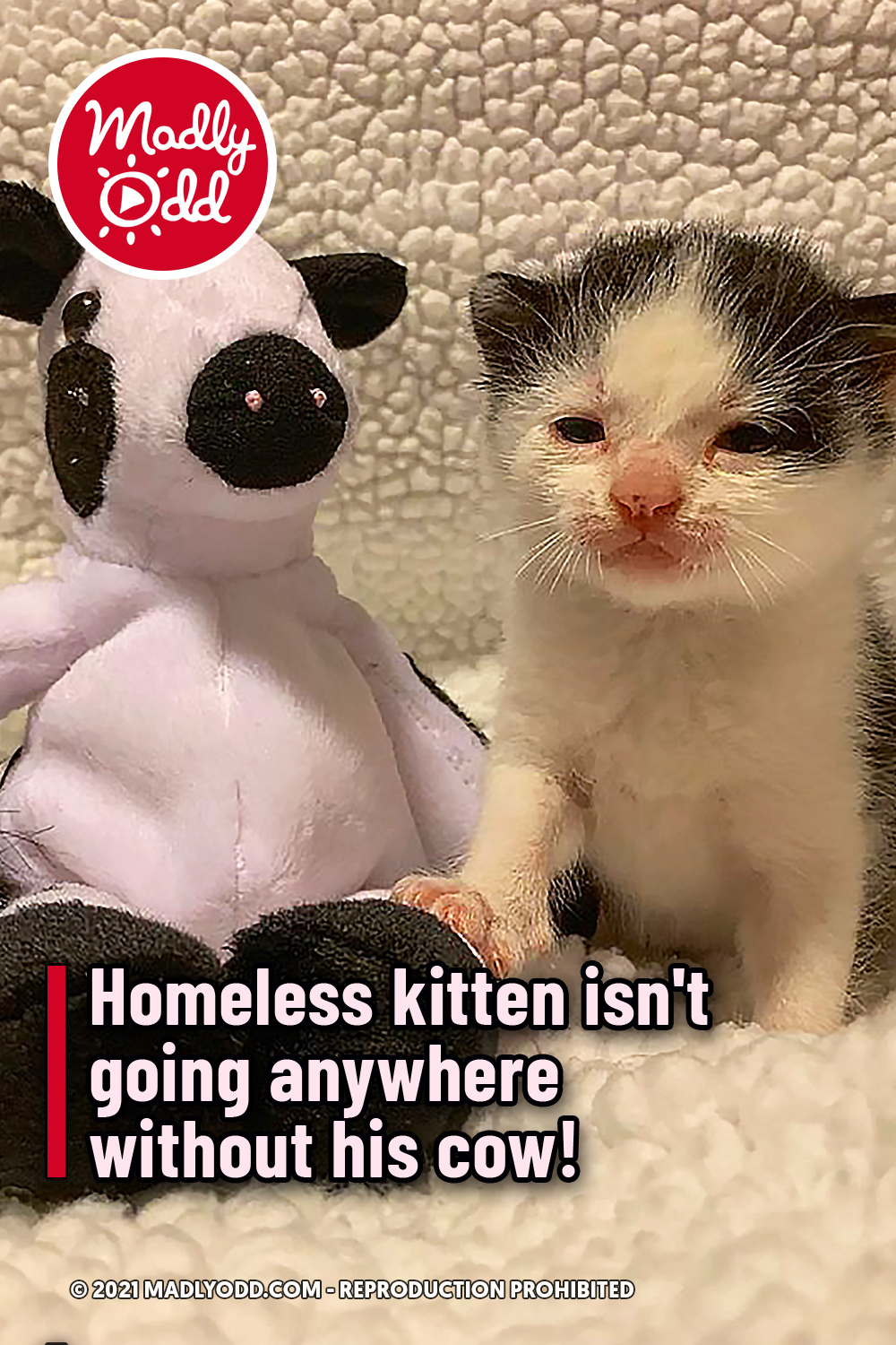 Homeless kitten isn\'t going anywhere without his cow!