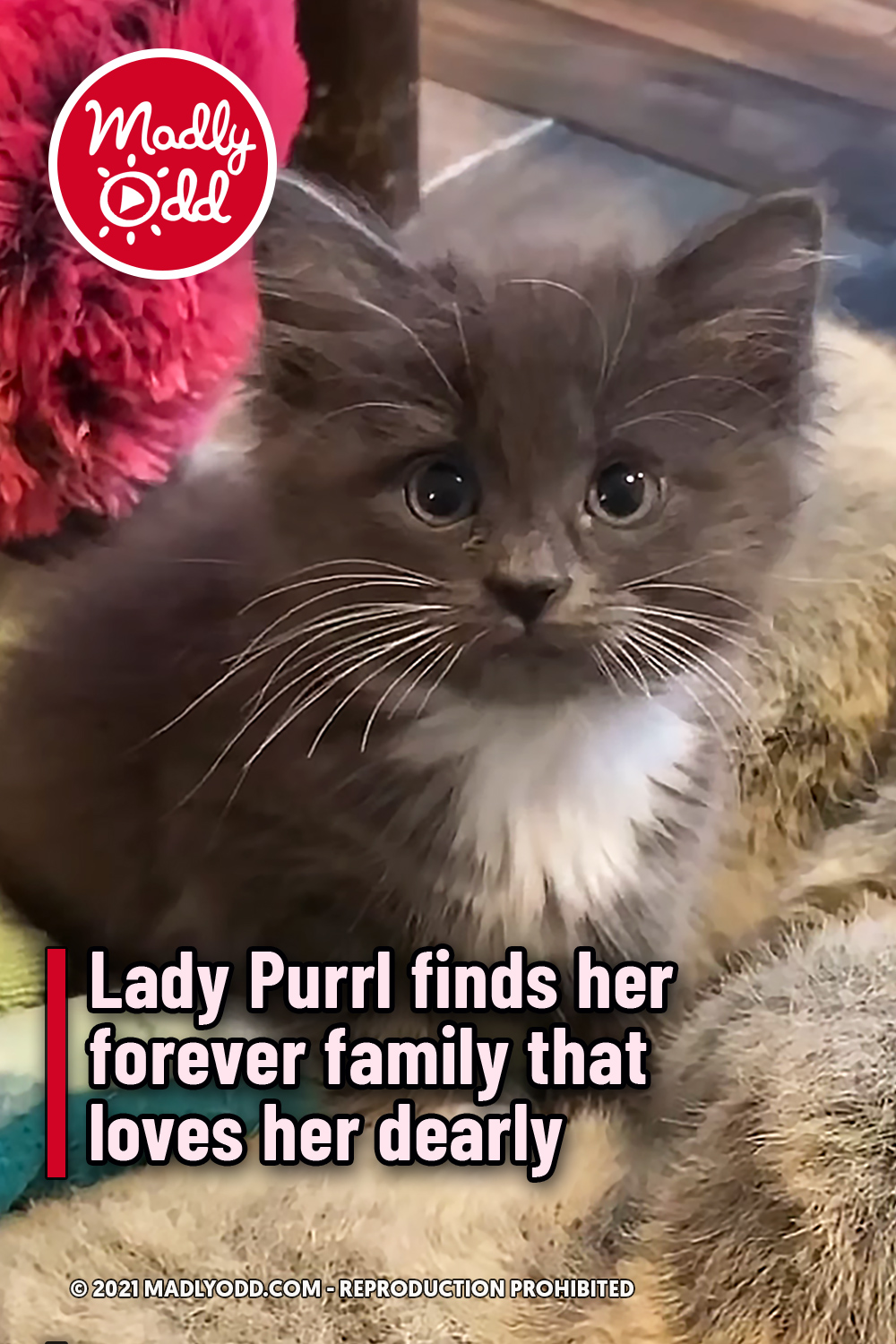 Lady Purrl finds her forever family that loves her dearly