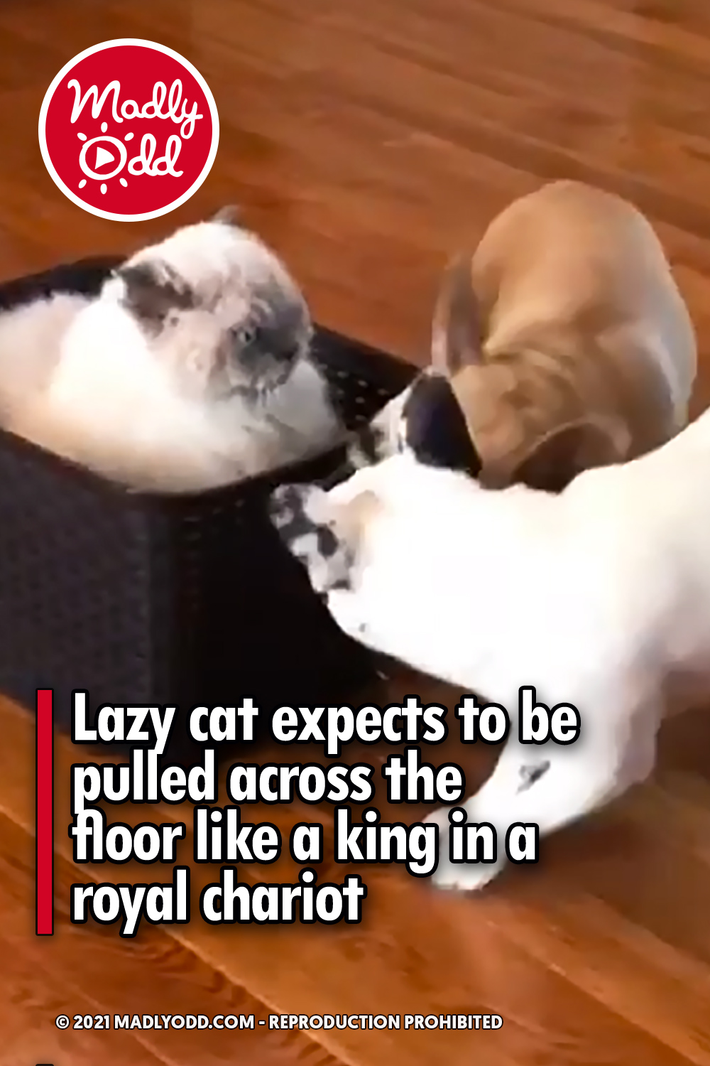 Lazy cat expects to be pulled across the floor like a king in a royal chariot