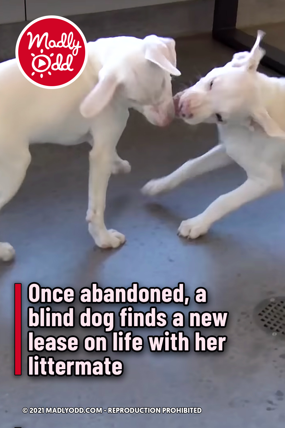 Once abandoned, a blind dog finds a new lease on life with her littermate