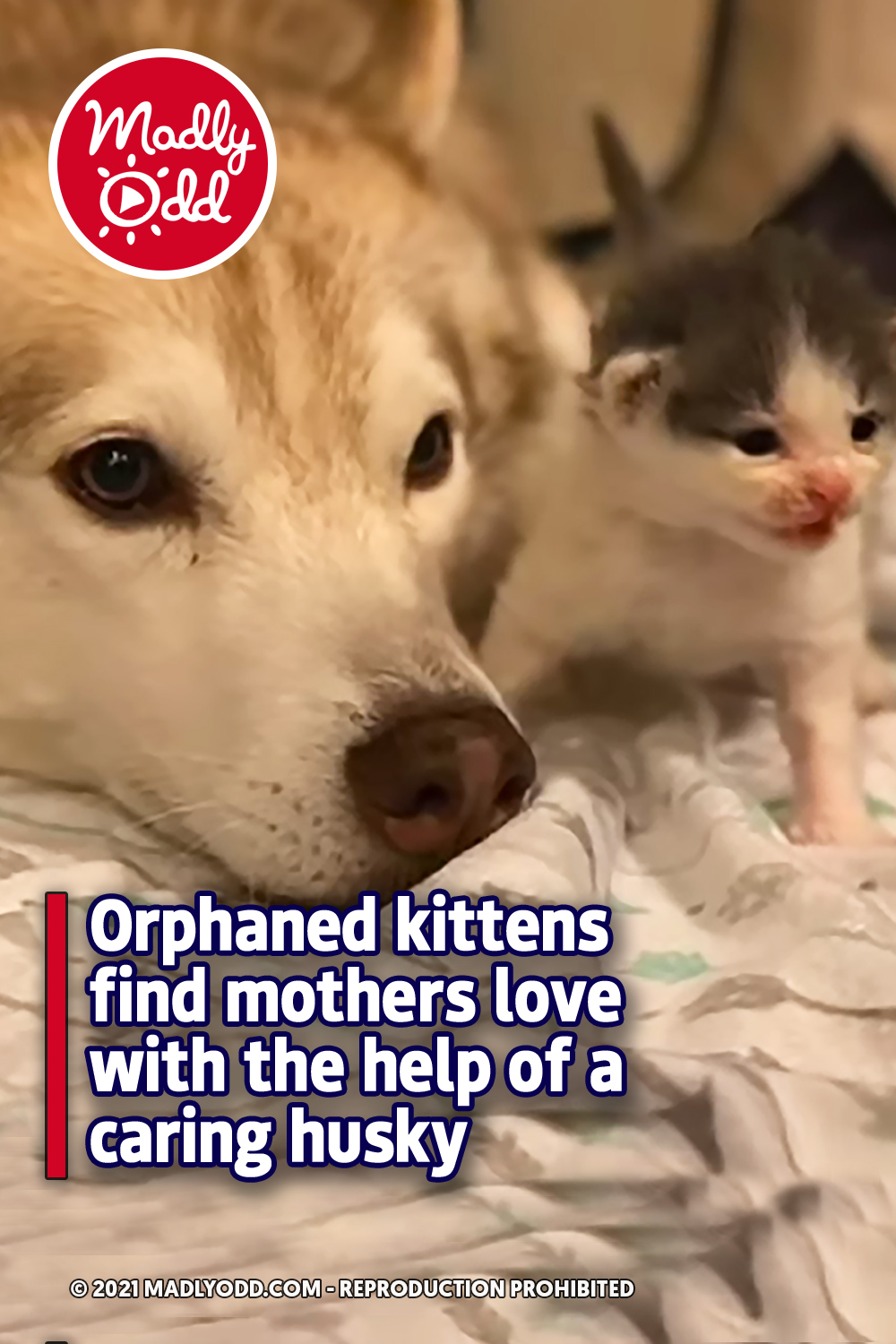 Orphaned kittens find mothers love with the help of a caring husky