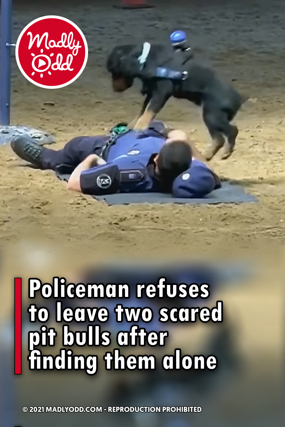 Policeman refuses to leave two scared pit bulls after finding them alone