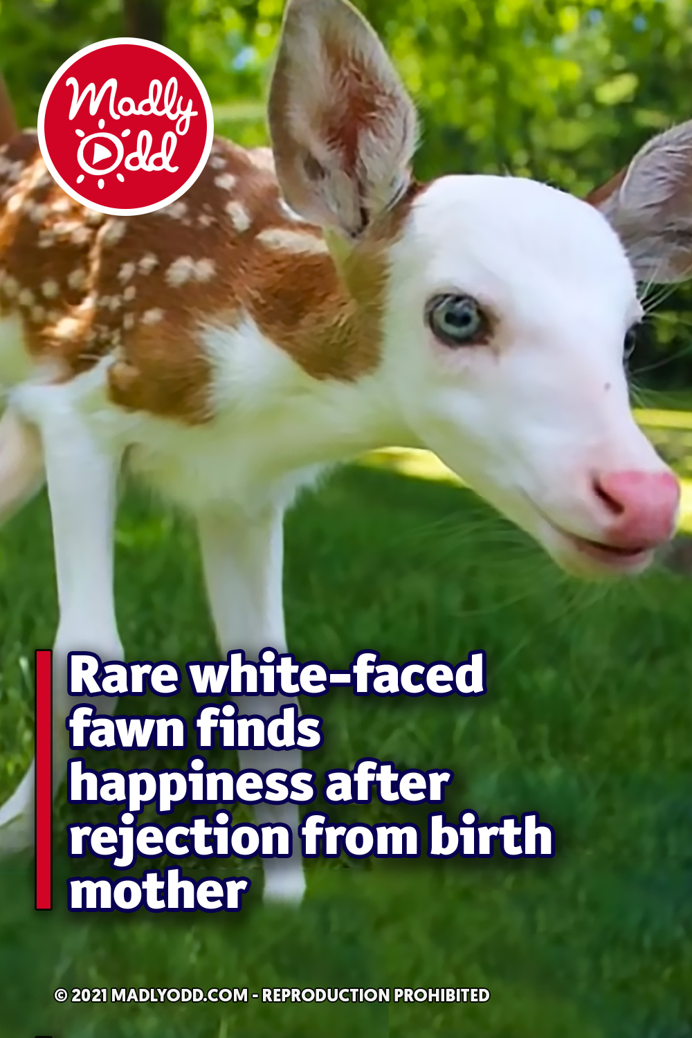 Rare white-faced fawn finds happiness after rejection from birth mother
