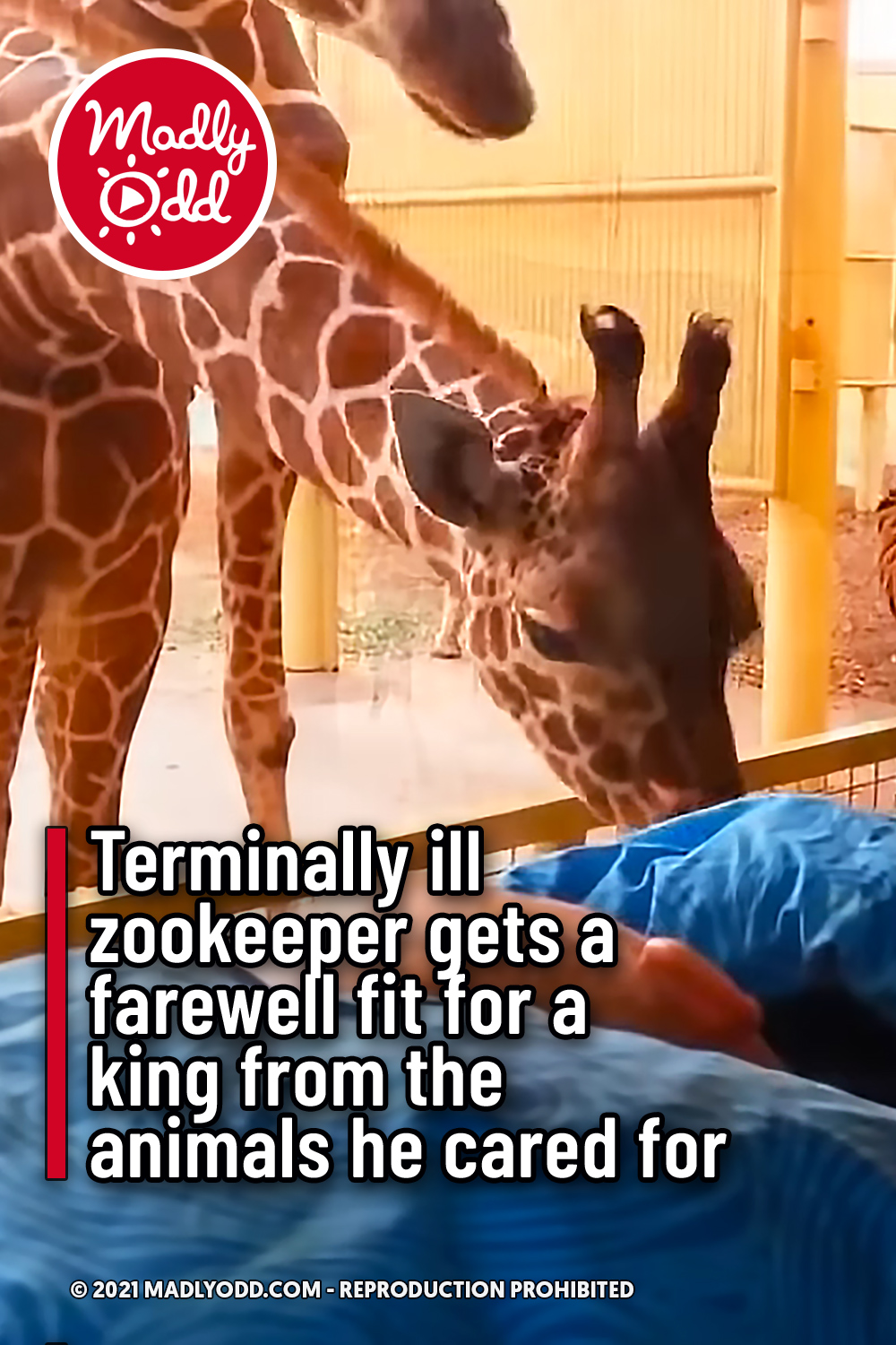 Terminally ill zookeeper gets a farewell fit for a king from the animals he cared for