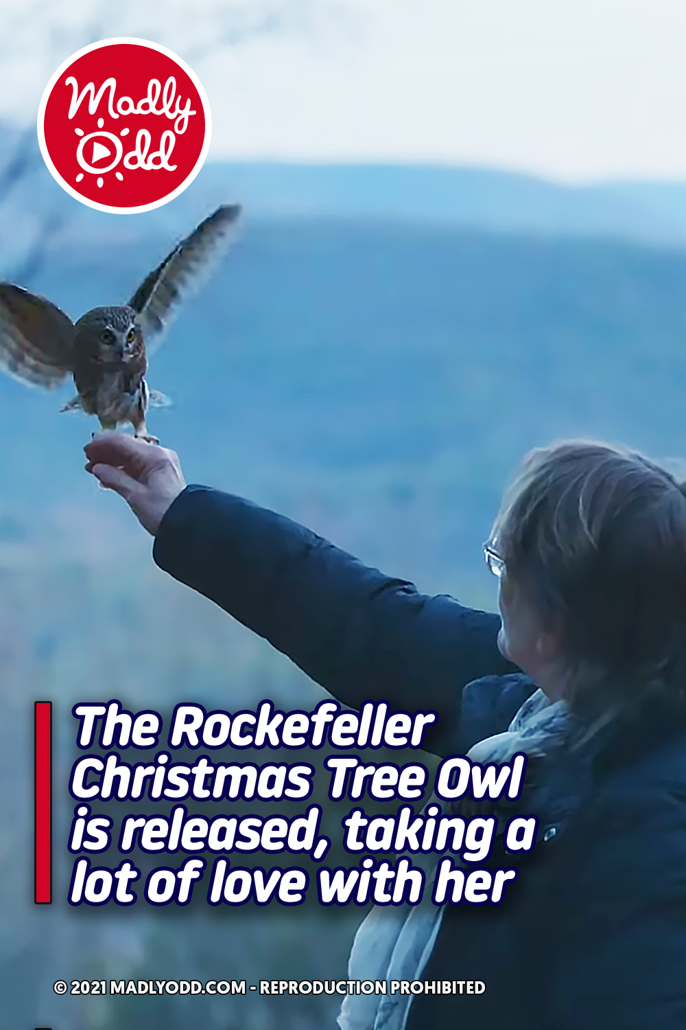 The Rockefeller Christmas Tree Owl is released, taking a lot of love with her