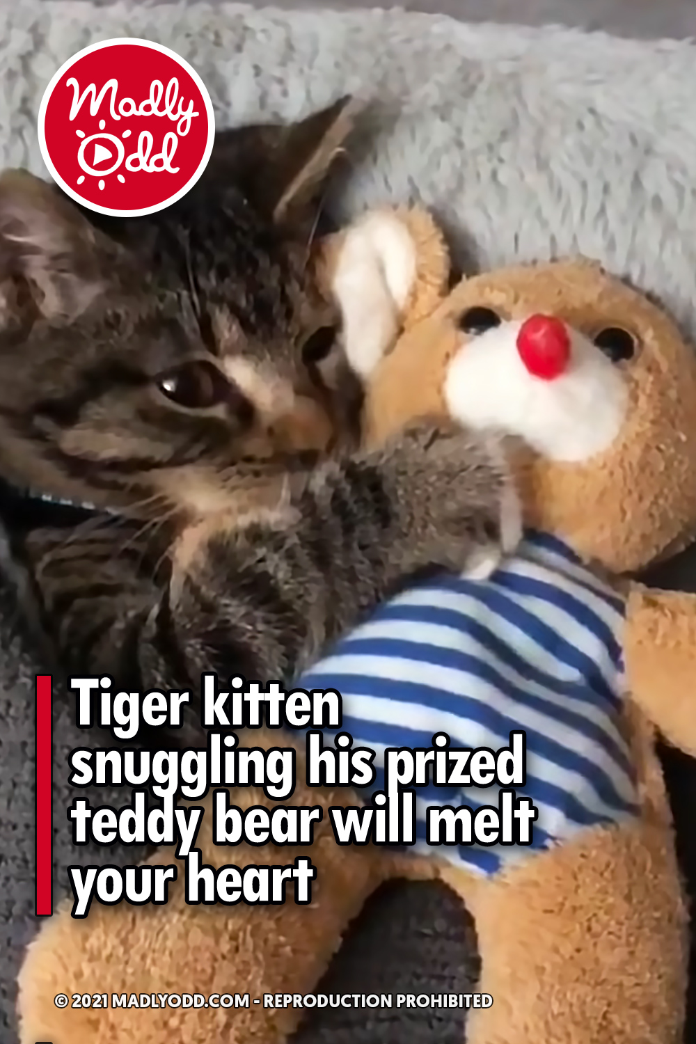 Tiger kitten snuggling his prized teddy bear will melt your heart