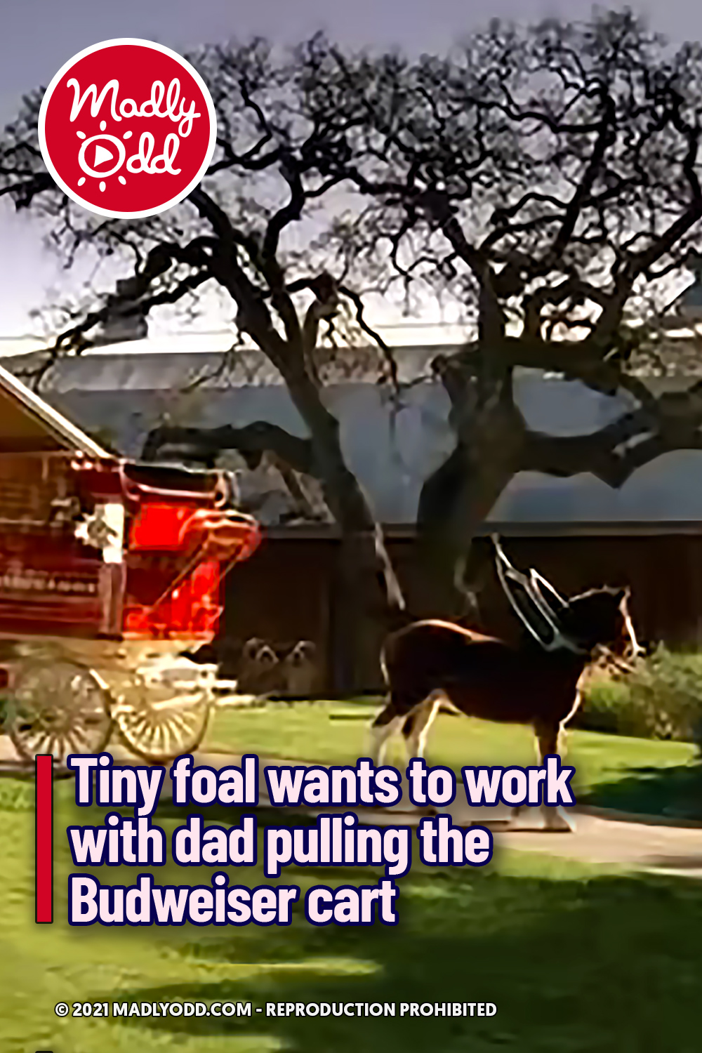 Tiny foal wants to work with dad pulling the Budweiser cart