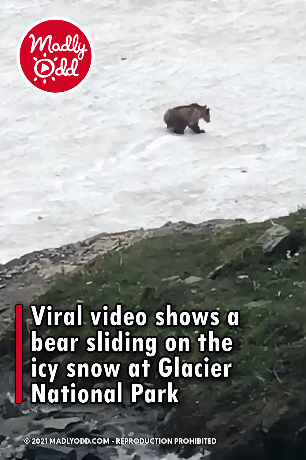 Viral video shows a bear sliding on the icy snow at Glacier National Park