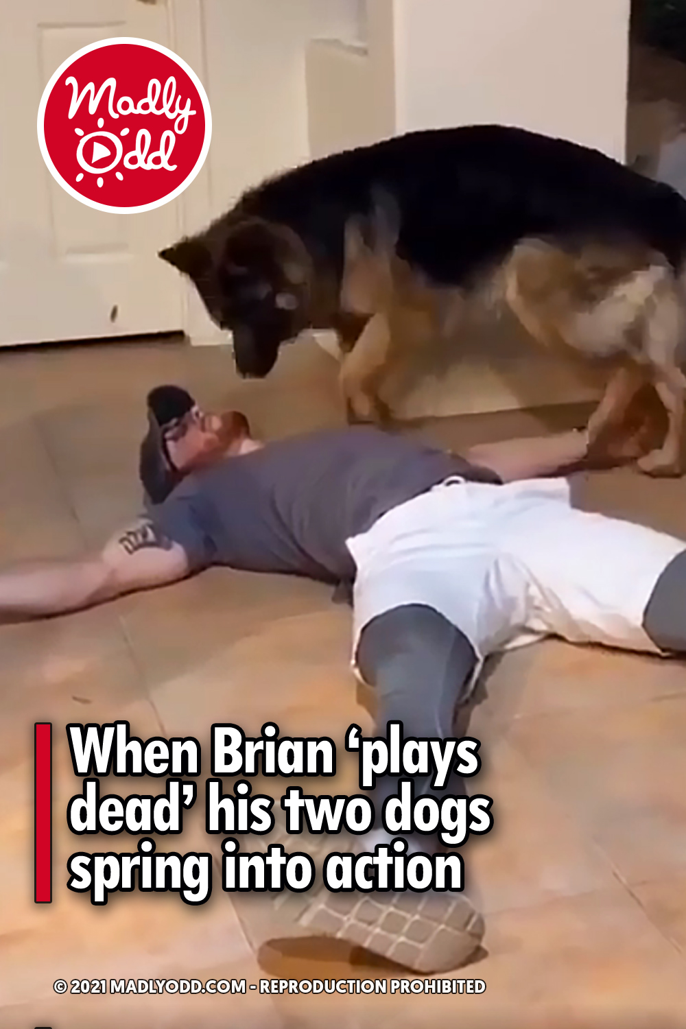 When Brian ‘plays dead’ his two dogs spring into action