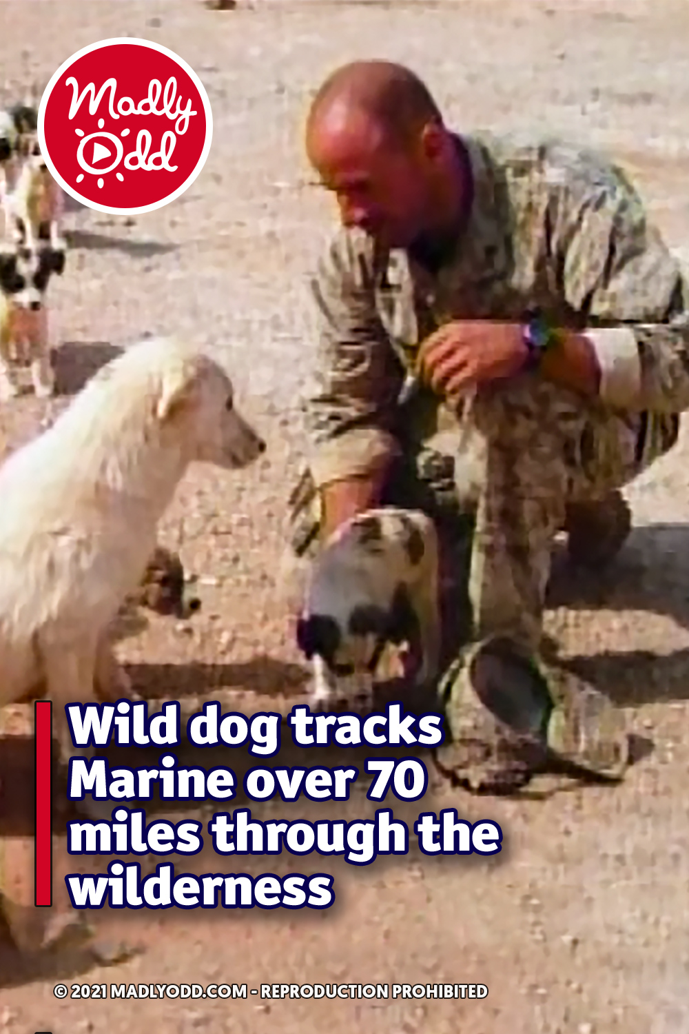 Wild dog tracks Marine over 70 miles through the wilderness