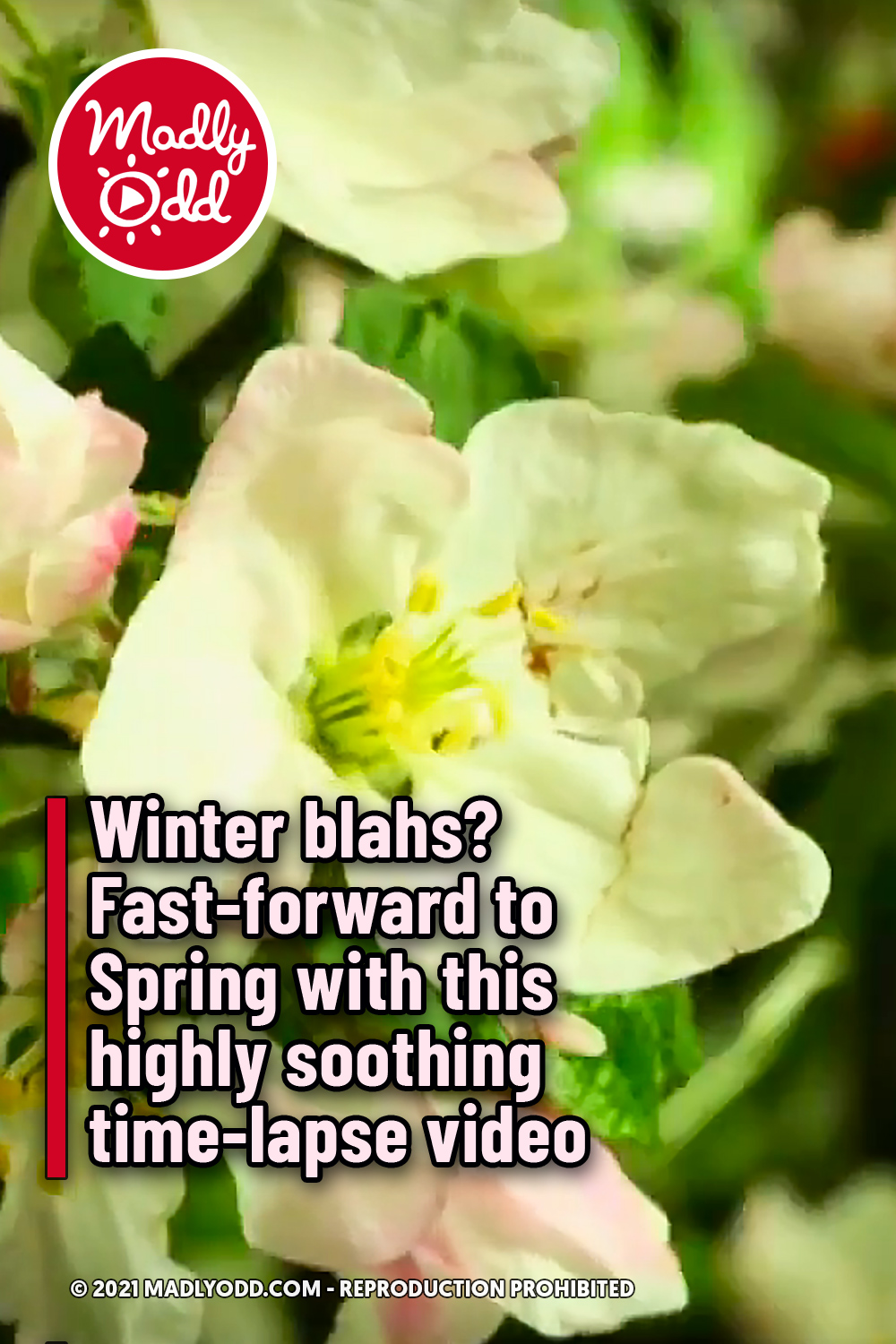 Winter blahs? Fast-forward to Spring with this highly soothing time-lapse video