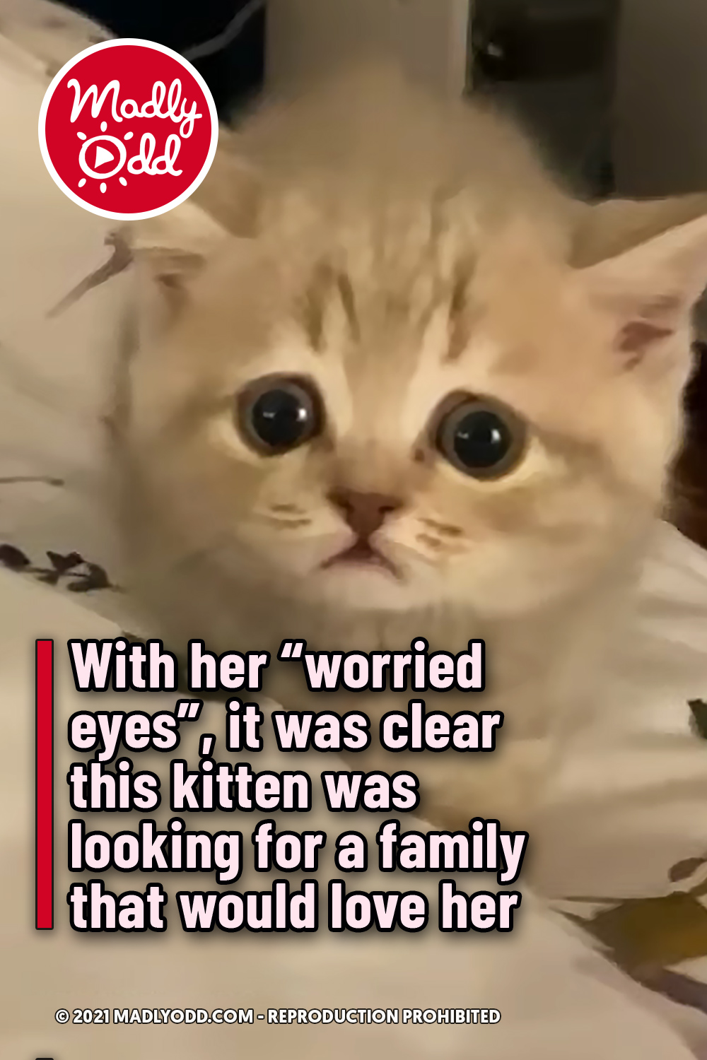 With her “worried eyes”, it was clear this kitten was looking for a family that would love her