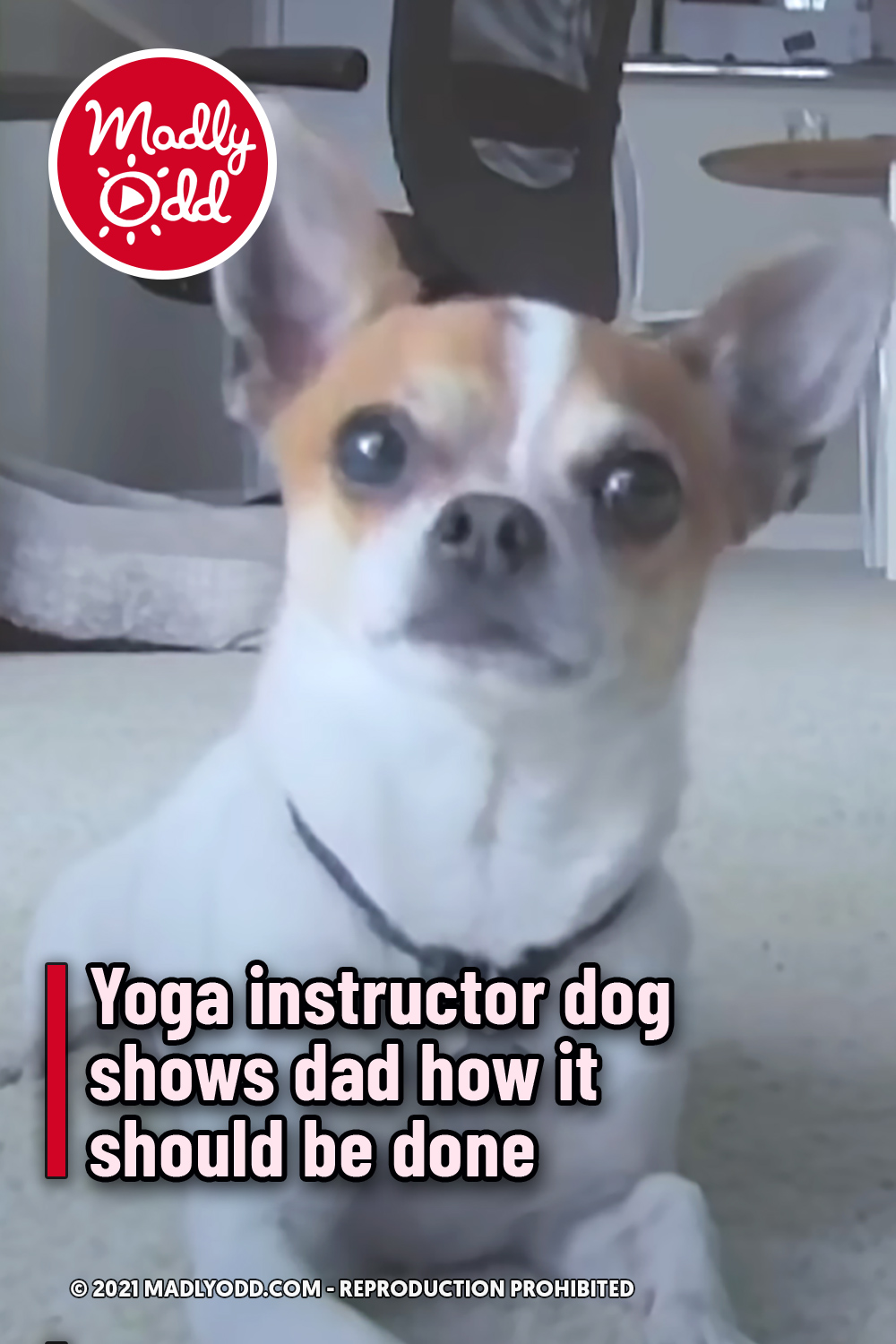 Yoga instructor dog shows dad how it should be done