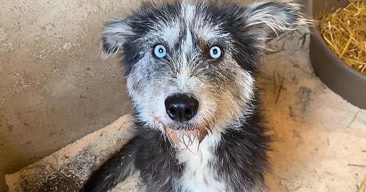 Brave mama dog pleads with strangers to save her puppies