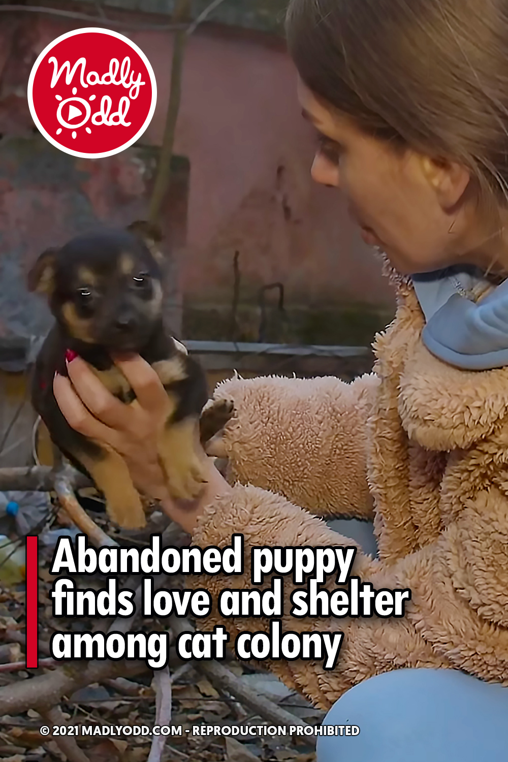 Abandoned puppy finds love and shelter among cat colony
