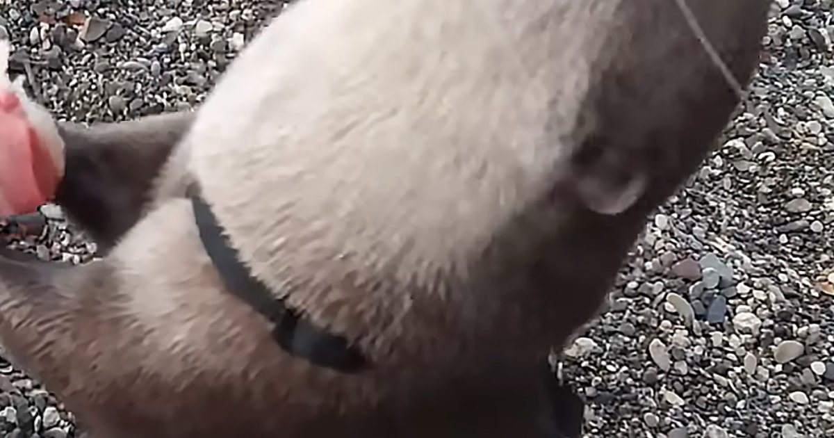 Pinterest Hidden Image