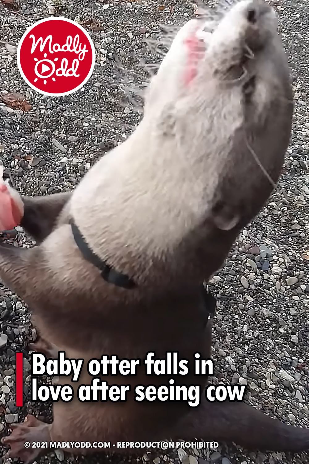 Baby otter falls in love after seeing cow