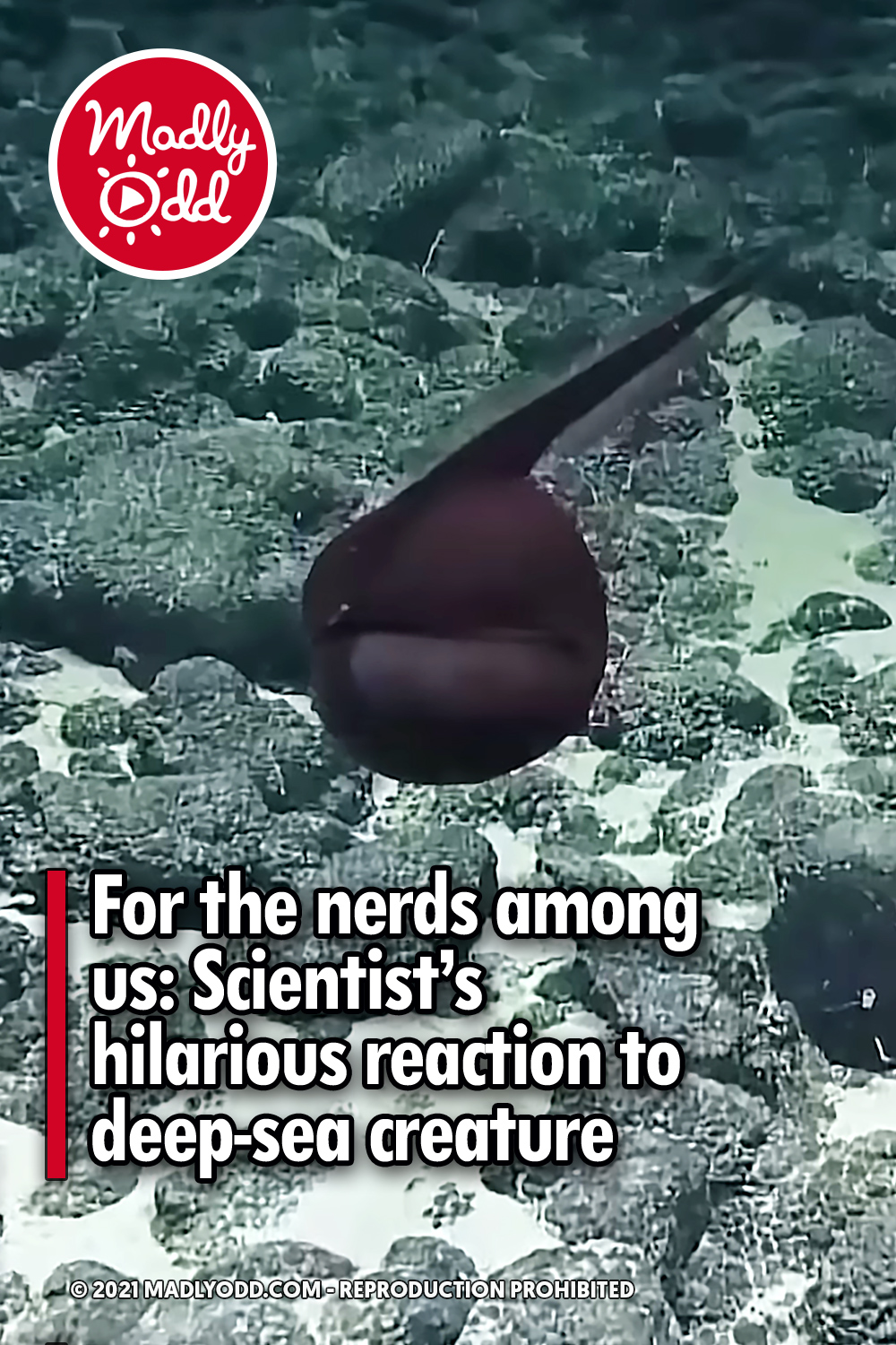 For the nerds among us: Scientist’s hilarious reaction to deep-sea creature
