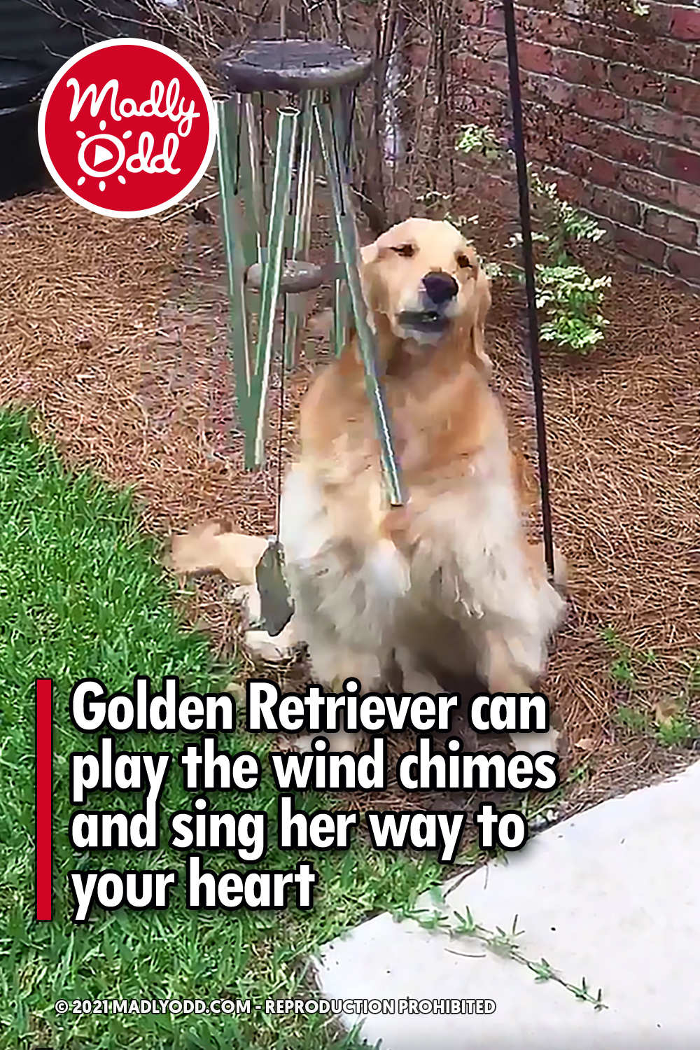 Golden Retriever can play the wind chimes and sing her way to your heart