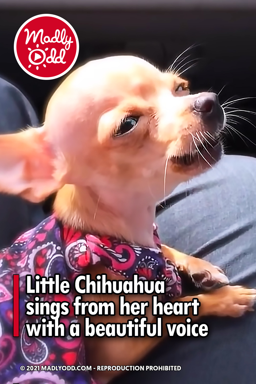 Little Chihuahua sings from her heart with a beautiful voice