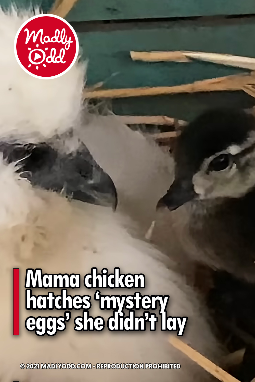 Mama chicken hatches ‘mystery eggs’ she didn’t lay