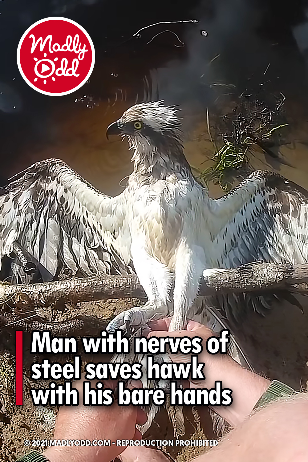 Man with nerves of steel saves hawk with his bare hands