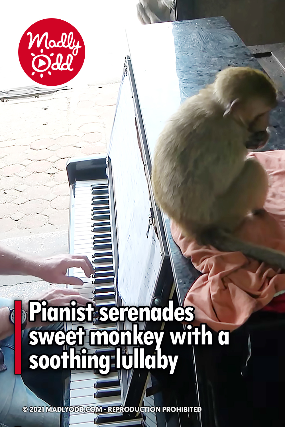 Pianist serenades sweet monkey with a soothing lullaby