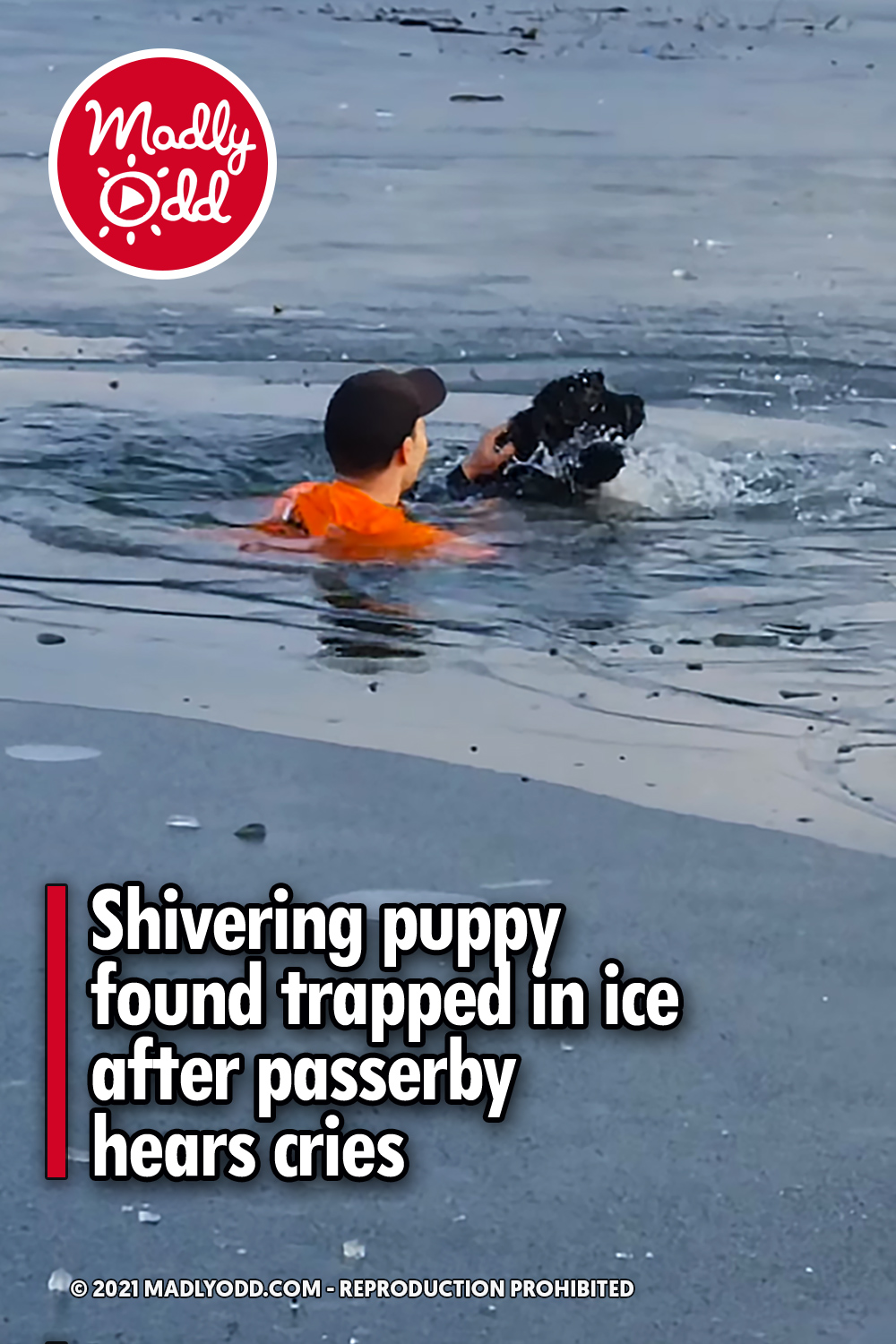 Shivering puppy found trapped in ice after passerby hears cries