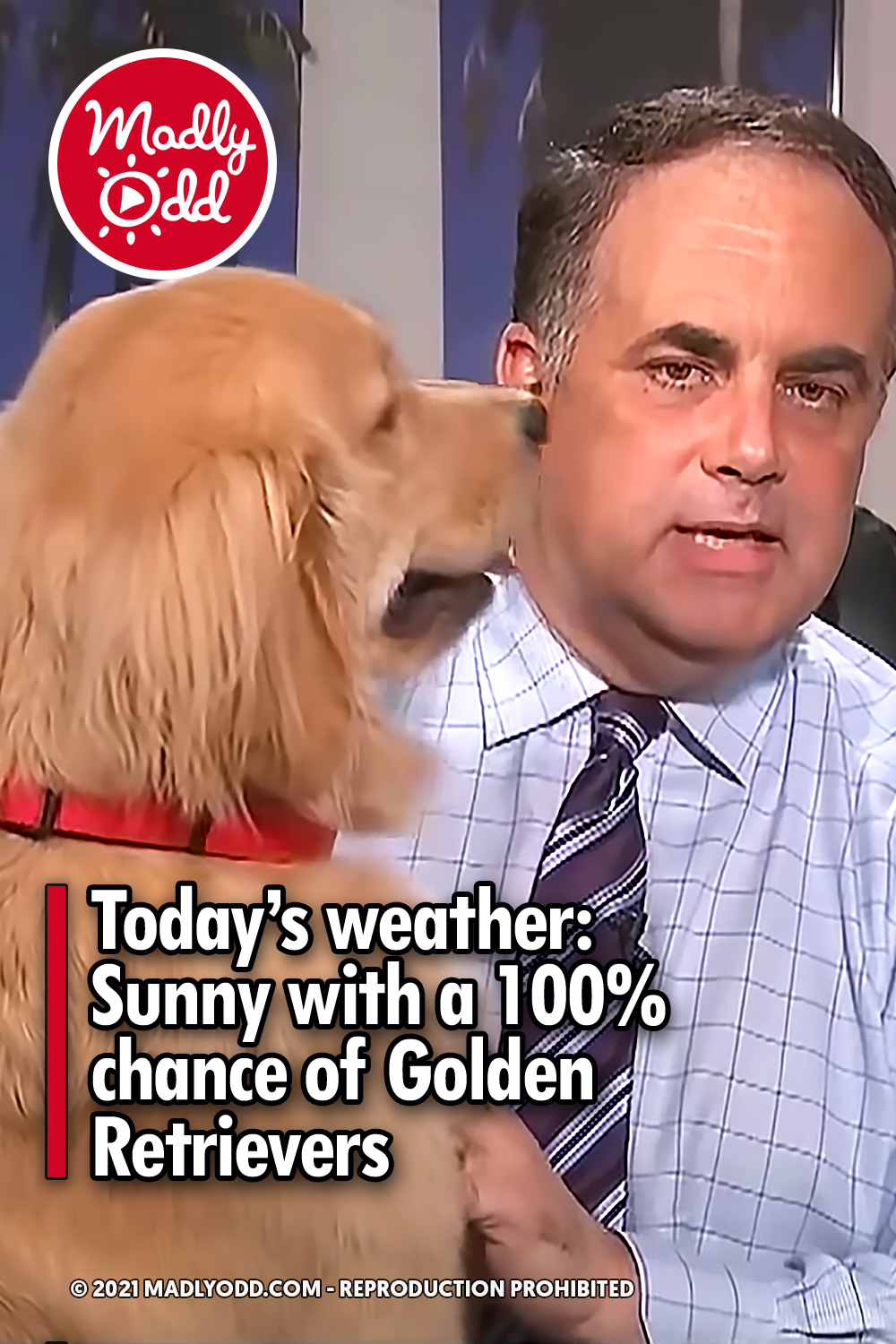 Today’s weather: Sunny with a 100% chance of Golden Retrievers