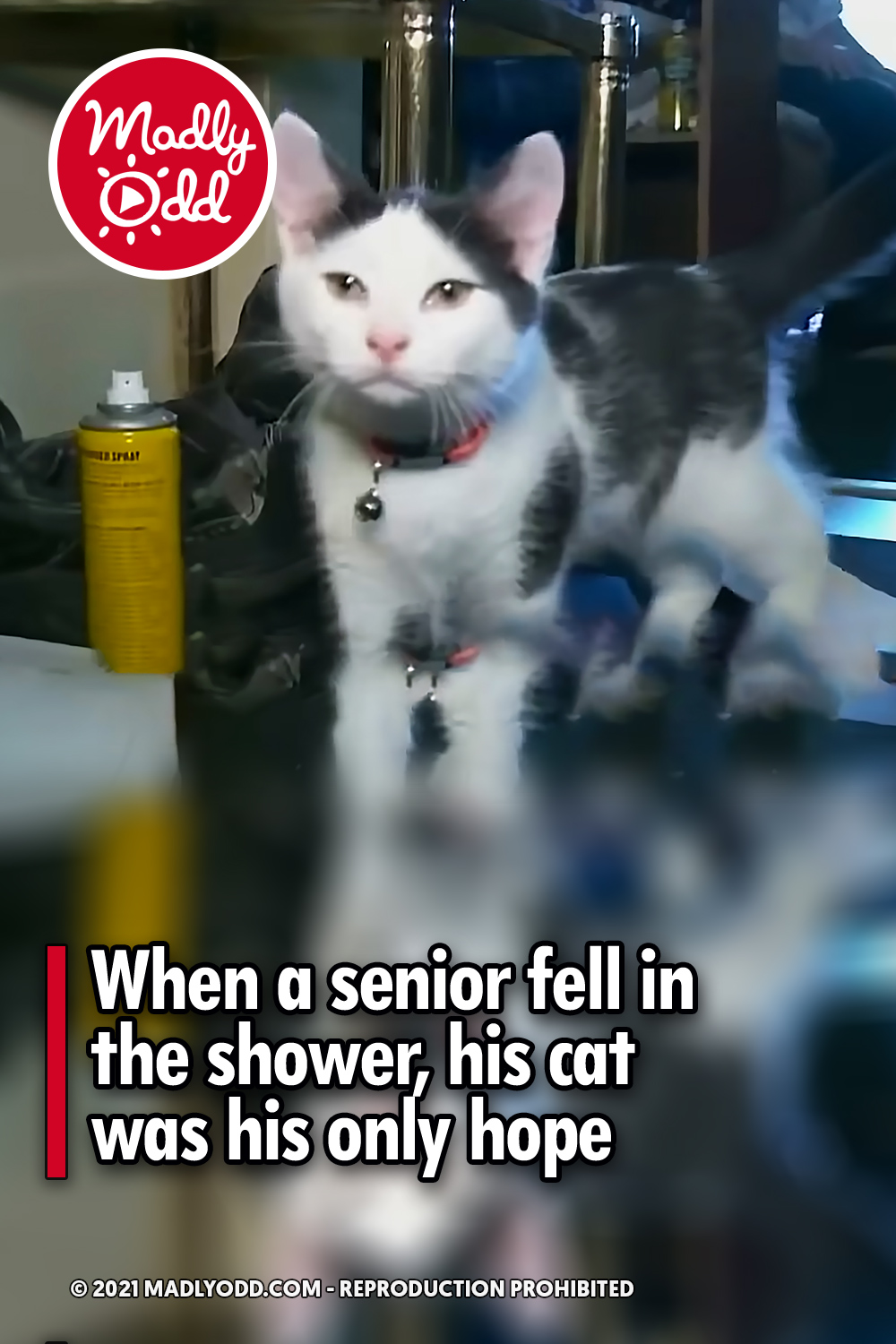 When a senior fell in the shower, his cat was his only hope