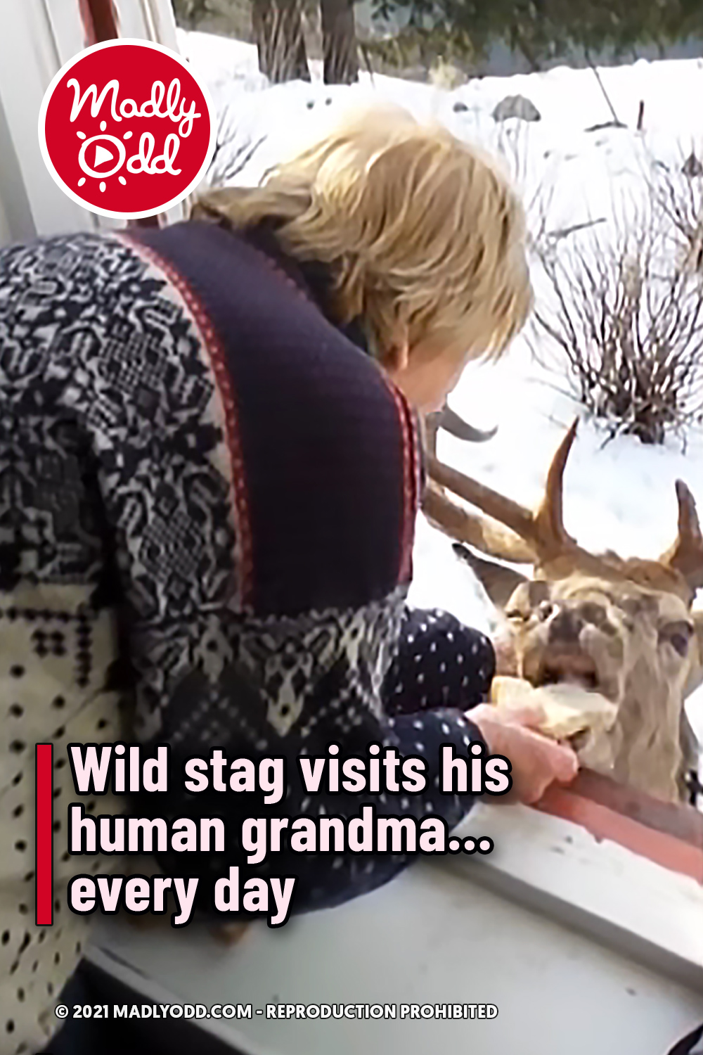 Wild stag visits his human grandma… every day
