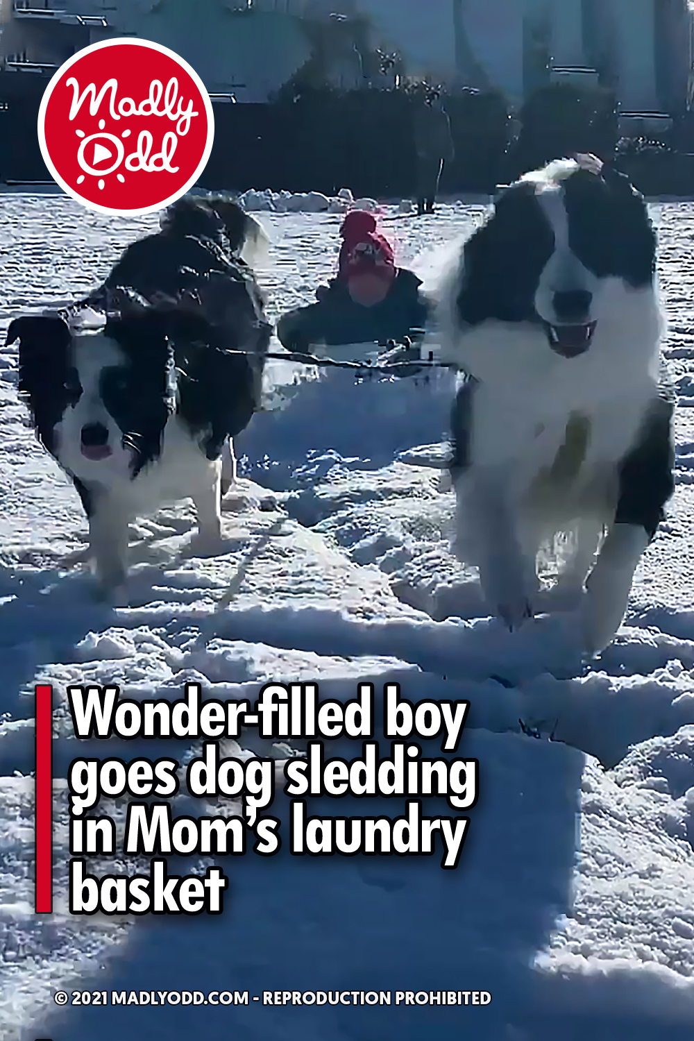 Wonder-filled boy goes dog sledding in Mom’s laundry basket