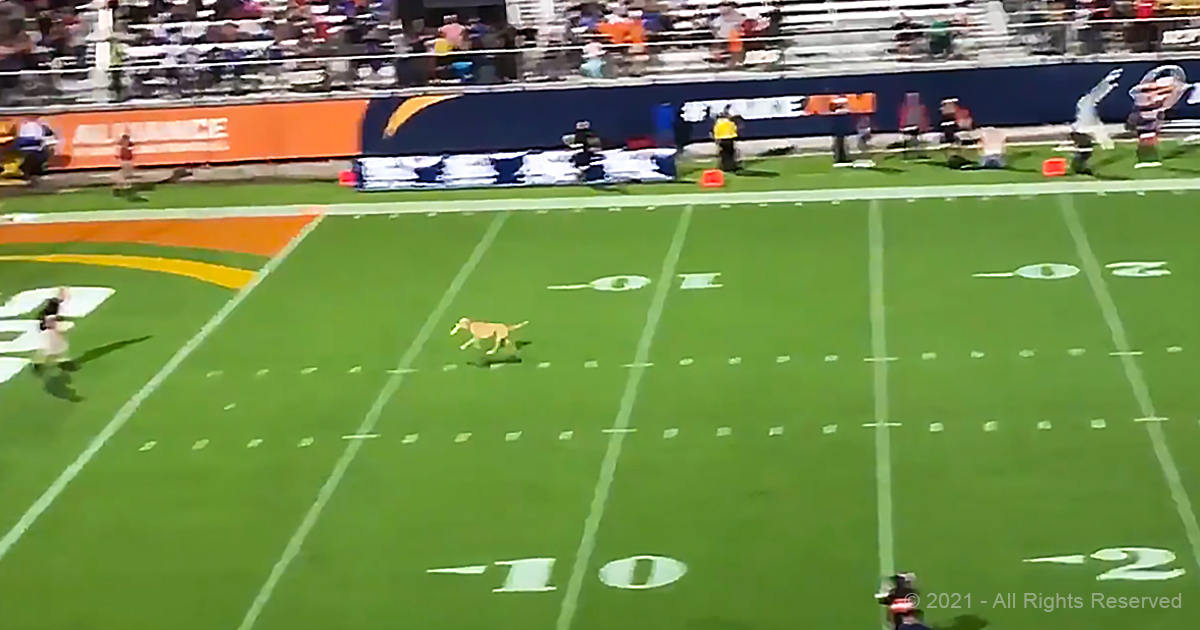 Dog beats world record with staggering 83yard frisbee catch