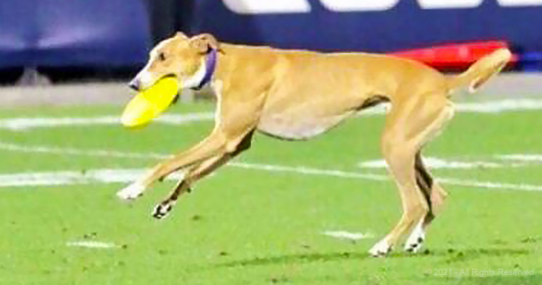 Dog beats world record with staggering 83yard frisbee catch Madly Odd!