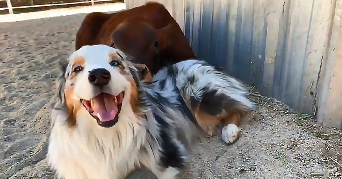 Calf and dog bonded pair after slaughterhouse escape