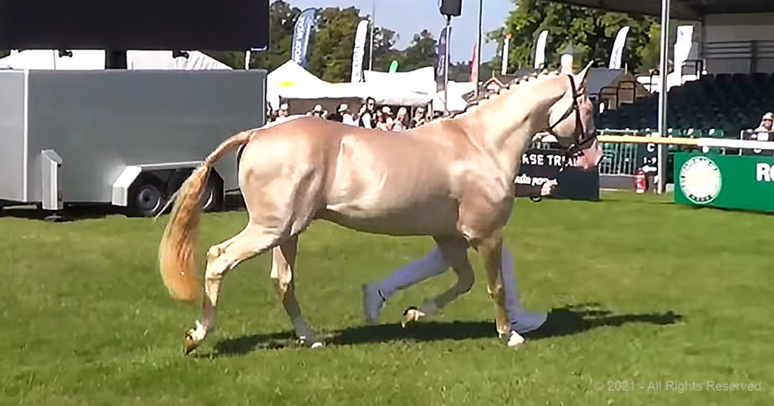 This rare horse has a coat of pure gold Madly Odd!