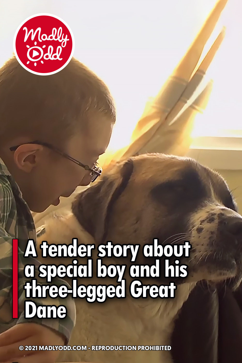 A tender story about a special boy and his three-legged Great Dane