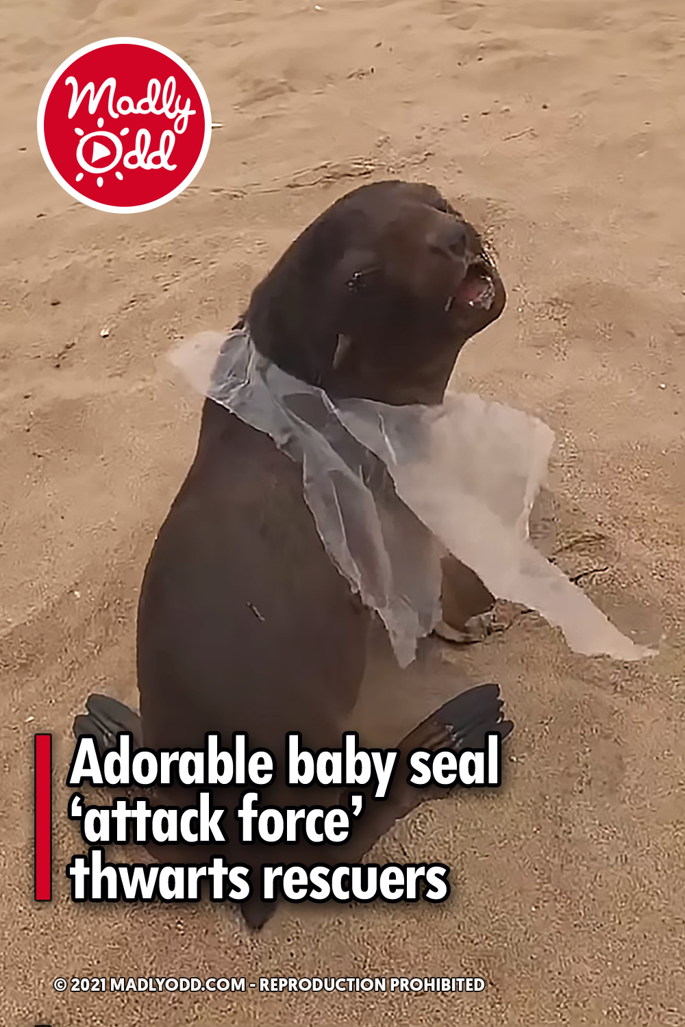 Adorable baby seal ‘attack force’ thwarts rescuers