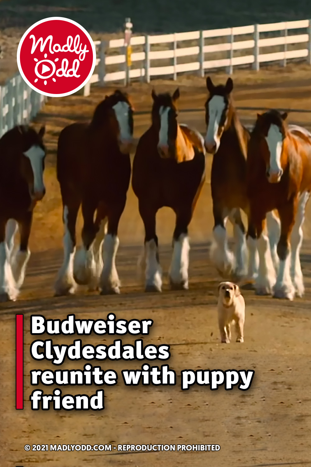 Budweiser Clydesdales reunite with puppy friend