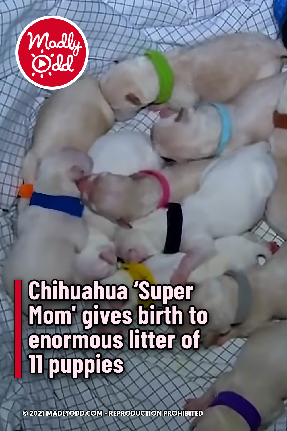 Chihuahua ‘Super Mom\' gives birth to enormous litter of 11 puppies
